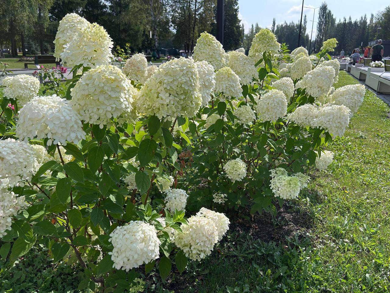 Сохранить красоту