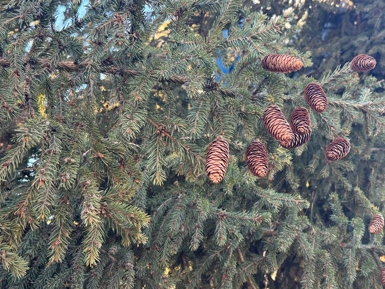 В Нижегородке установили новогоднюю ель